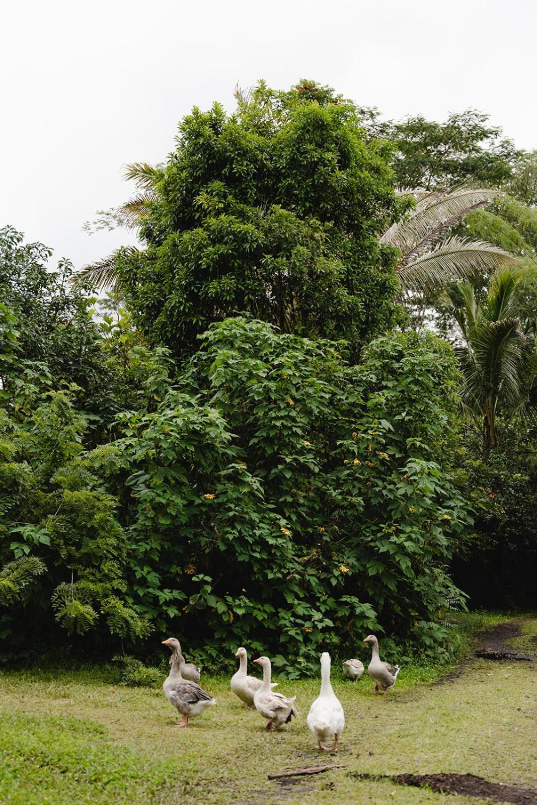 Hawaiian Sanctuary Eco Retreat Center Pahoa Exterior foto